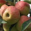 Apfelbaum `Elstar´ - Halbstamm 160-180cm im 10L-Topf Produktbild-Vorschau 1