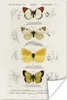MuchoWow® Poster Schmetterling - Vintage - Insekten 80x120 Produktbild-Vorschau 1
