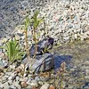 CLGarden Wasserspeier Komplettset Frosch auf einem Stein Produktbild-Vorschau 10
