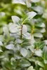 Stauden Gänge 100 x Ilex crenata 'Caroline Upright' - Produktbild-Vorschau 3