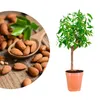 Meine Orangerie - Zwergobst Stämmchen Mandel - Zwergmandel Produktbild-Vorschau 1