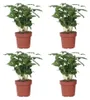 Kawowiec - 4 szt - Coffea arabica - Wysokość 25-40cm - Podgląd zdjęcia produktu 1