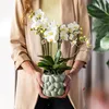 Kolibri Orchids – bílá orchidej Phalaenopsis „Lausanne“, Náhled obrázku produktu 13