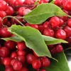 A close-up view of red berries and green leaves. Anteprima dell’immagine prodotto