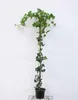 Hedera hibernica - Irian Efeu 125-150 cm | Topf Náhľad obrázku produktu 1