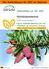 SAFLAX Garden in the bag - Nordmanntanne - Abies Produktbild-Vorschau 1