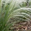 6x Stipa tenuissima Ponytails P9 H20 Produktbild-Vorschau 4