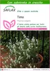 SAFLAX  - Timo - 200 semi - Con substrato - Thymus Anteprima dell’immagine prodotto 1