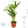 Bloomique - 4er-Mix - Luftreinigende Pflanzen - Dracaena - Produktbild-Vorschau 6