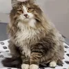 A fluffy cat sits on a white grate. Produktbild-Vorschau