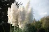 A close-up of white pampas grass plumes against a blurred background of trees and sky. Produktbild-Vorschau