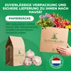 Allium Zwiebeln Winterhart Mehrjährig - Globemaster - 5 Produktbild-Vorschau 5