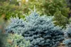 Blaufichte 40-60 cm, im Topf - Picea pungens glauca, Produktbild-Vorschau 4