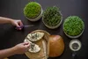 Plastia Urbalive Keimsprosskit für Microgreens, Elfenbein Produktbild-Vorschau 3