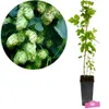 Humulus lupulus 'Nordbrau', chmeľ, výška 45-50 cm, Náhľad obrázku produktu 1