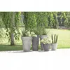 Several potted plants are arranged on a paved surface in a garden setting, with a birch tree and green foliage in the background. Produktbild-Vorschau
