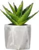 Plante Déco Pot Assorti Décoration Intérieure Variée - Voir les images du produit 3