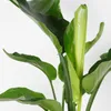 Bloomique - Strelitzia Nicolai - Roślina rajskiego ptaka - Podgląd zdjęcia produktu 3