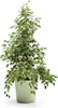 Pot de fleurs Fyre Ø 30 cm oasi Greener, avec roulettes Voir les images du produit 2