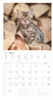 Alpha Edition - Samtpfötchen Kalender 2026 - Wandkalender & Produktbild-Vorschau 14