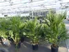 Palme 150 - 180 cm Zwergpalme Chamaerops Humilis, Produktbild-Vorschau 2