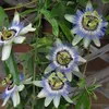 3 x Passionsblume - 3-er set Passiflora caerulea | Produktbild-Vorschau 5