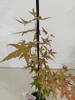 Set van 2 Japanse esdoorn 'Deshojo' – Acer palmatum, Productafbeelding-voorbeeld 6