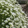 6x Saxifraga (A) Carpet White P9H20 Produktbild-Vorschau 4