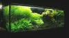 Gravier d'aquarium, basalte 2-3 mm, noir, 24 kg Voir les images du produit 5