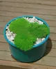 Scleranthus uniflorus, Polsterkissenmoos, ca. 9x9 cm Topf Produktbild-Vorschau 5
