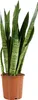 Bloomique - Sansevieria Zeylanica - Bogenhanf - Sukkulenten Produktbild-Vorschau 1
