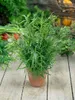 Artemisia dracunculus, Estragon, aromatisch, ca. 9x9 cm Produktbild-Vorschau 13