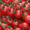Stabtomaten Sweetbaby Samen - Solanum lycopersicum - Produktbild-Vorschau 3