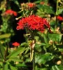 6 x Lychnis chalcedonica - Světlý hvozdík - květináč 9 x 9 Náhled obrázku produktu 3
