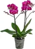 Dehner Schmetterlingsorchidee Asian Violin, Phalaenopsis Produktbild-Vorschau 1
