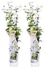 2er-Set Trachelospermum Jasminoides Star of Toscana, 50-70 Produktbild-Vorschau 2
