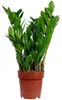 Piuma fortunata (Zamioculcas) - Perfetta per l'ufficio, la Anteprima dell’immagine prodotto 2