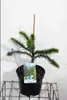 Araucaria araucana - jedle andská, opičí ocas | 30-40 v Náhled obrázku produktu 1