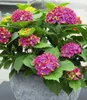 BALDUR Garten 1x Freiland-Hortensie 'SAXON® Schloss Produktbild-Vorschau 2