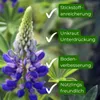 Samenshop24® Düngelupinen "Blaue Lupine", Gründünger & Produktbild-Vorschau 3