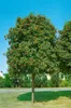 Sorbus aucuparia, Vogelbeere, 150–200 cm, robust und Produktbild-Vorschau 6