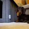 A dachshund dog lies on a carpet next to a grey dog house. Produktbild-Vorschau