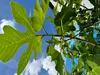 A close-up view of green fig leaves against a blue sky with white clouds. Produktbild-Vorschau