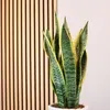 Bogenhanf - pflegeleichte Zimmerpflanze, Sansevieria Produktbild-Vorschau 3