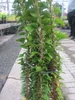 Hedera helix Erecta - Efeu Erecta - 60-80cm Produktbild-Vorschau 2