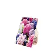 Bloomique - Mix 10 - Hyacinthus - Hiacynt - Mix kolorów - Podgląd zdjęcia produktu 2