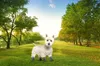 A white dog wearing boots stands in a park with trees and a path. Produktbild-Vorschau