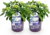 Green boutiQ - Balkonpflanze - Hortensie - Hydrangea Produktbild-Vorschau 2