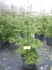 Picea orientalis Aurea - Orientalische Goldfichte - 80-100 Produktbild-Vorschau 3