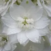 3x Delphinium (P) M.Fount.Pure White P9H20 Produktbild-Vorschau 4